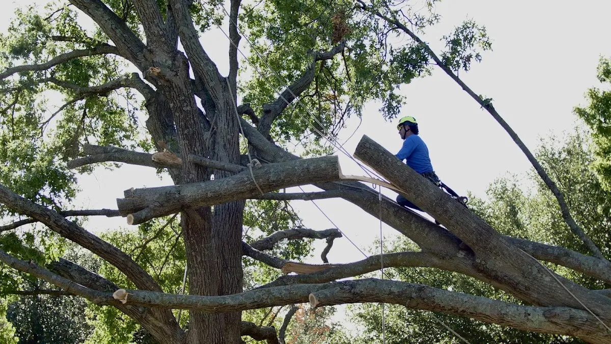 Professional Hazardous Tree Removal performed by certified arborists in West Olive
