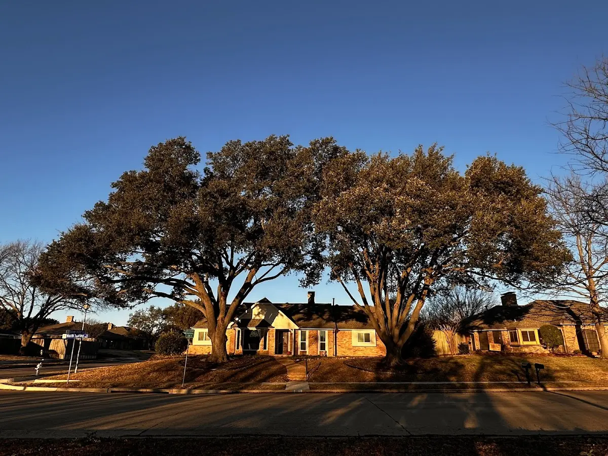 Established residential canopy tree shading a home in West Olive
